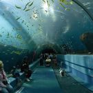 1280px-Georgia_Aquarium_-_Ocean_Voyager_Tunnel_Jan_2006