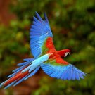 4b2f2138_0152e3cd_backgrounds_windows_7_-_african_parrot